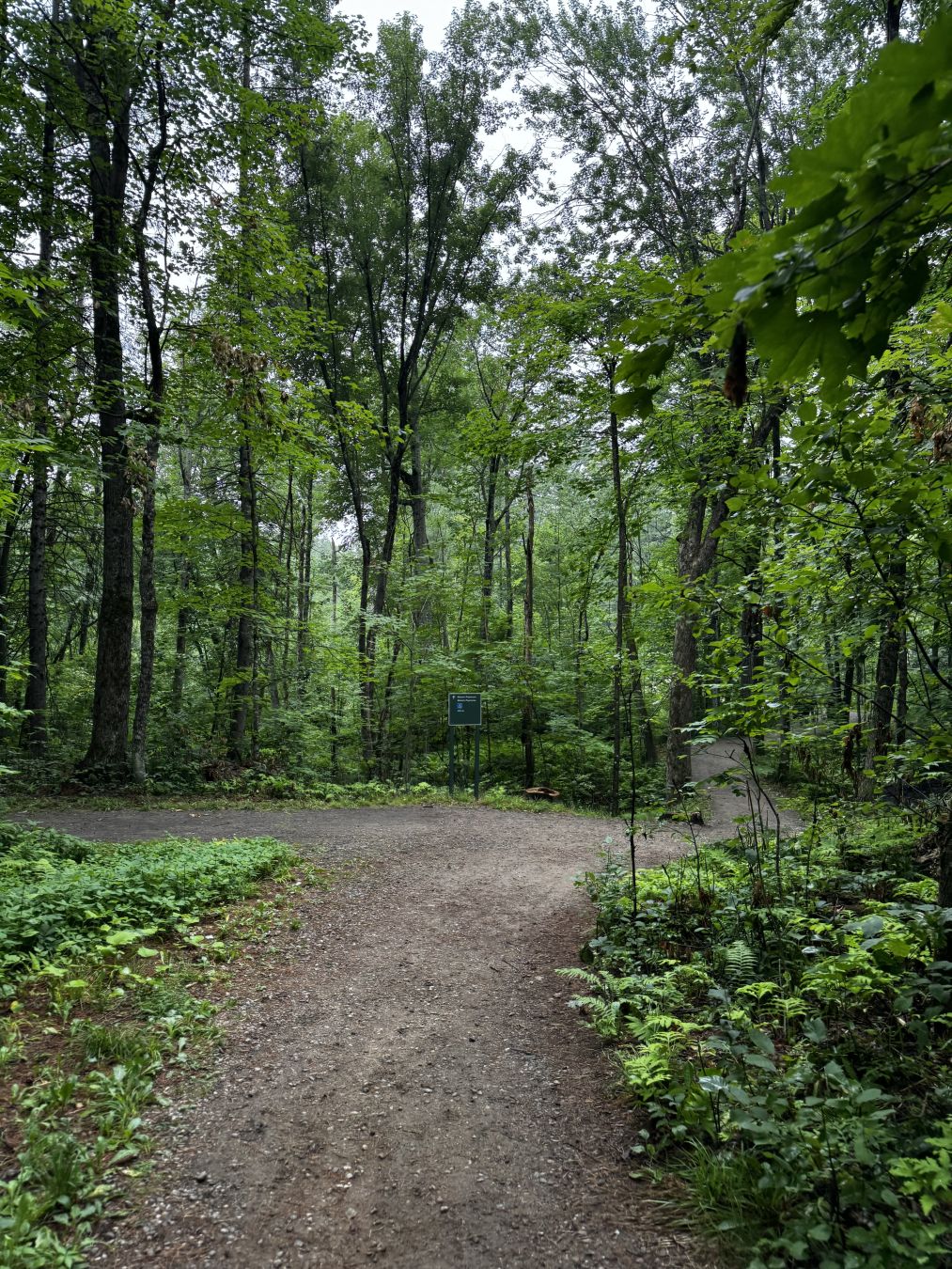 Footpaths in the woods with green trees all around
- - -
Sentiers dans les bois avec des arbres tout autour